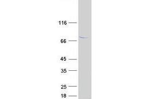 Validation with Western Blot (TTC30A Protein (Myc-DYKDDDDK Tag))