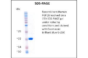 SDS-PAGE (SDS) image for Fibroblast Growth Factor 18 (FGF18) (Active) protein (ABIN5509477) (FGF18 Protein)