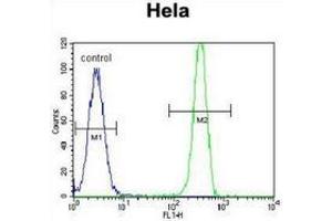 Flow cytometric analysis of Hela cells (right histogram) compared to a negative control cell (left histogram) using MSH2 Antibody , followed by FITC-conjugated goat-anti-rabbit secondary antibodies. (MSH2 Antikörper  (Middle Region))