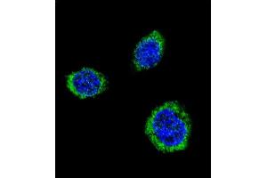Confocal immunofluorescent analysis of GAD2 Antibody (Center) (ABIN655070 and ABIN2844700) with 293 cell followed by Alexa Fluor® 488-conjugated goat anti-rabbit lgG (green). (GAD65 Antikörper  (AA 109-138))