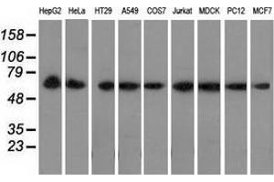 Western blot analysis of extracts (35 µg) from 9 different cell lines by using anti-PEX5 monoclonal antibody. (PEX5 Antikörper)