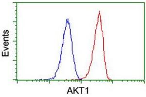 Image no. 2 for anti-V-Akt Murine Thymoma Viral Oncogene Homolog 1 (AKT1) antibody (ABIN1496558) (AKT1 Antikörper)