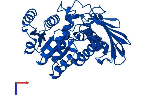 DHDH Protein (AA 1-334) (His tag)