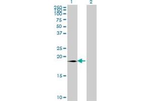 Western Blot analysis of SUMO3 expression in transfected 293T cell line by SUMO3 monoclonal antibody (M08), clone 4G11. (SUMO3 Antikörper  (AA 1-103))