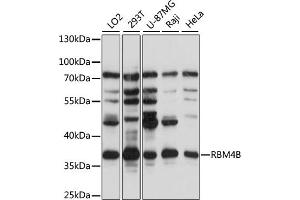 Western blot analysis of extracts of various cell lines, using RBM4B antibody (ABIN7270087) at 1:1000 dilution. (RBM4B Antikörper  (AA 140-359))