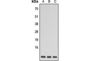 Western blot analysis of GNG5 expression in HEK293T (A), Raw264.