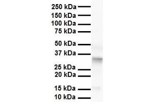 WB Suggested Anti-Pard6b antibody Titration: 1 ug/mL Sample Type: Human liver (PARD6B Antikörper  (N-Term))