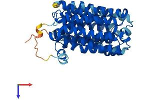 ORCTL-2/SLC22A18 Protein (AA 1-406) (His tag)
