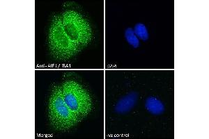 Immunofluorescence (IF) image for anti-Ionized Calcium-binding Adapter Molecule 1 (IBA1) (C-Term) antibody (ABIN190906)