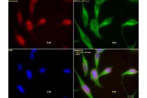 HDAC1 antibody (mAb) (Clone 10E2) tested by immunofluorescence. (HDAC1 Antikörper  (AA 467-482))