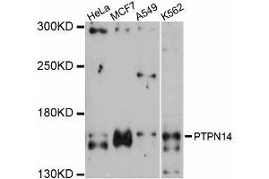 Western blot analysis of extracts of various cell lines, using PTPN14 antibody (ABIN5998632) at 1:3000 dilution. (PTPN14 Antikörper)