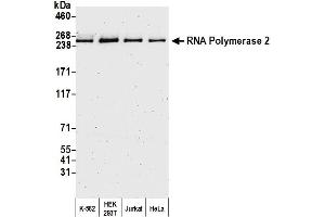 Western Blotting (WB) image for anti-RNA Polymerase II (C-Term) antibody (ABIN7450663) (RNA Polymerase II Antikörper  (C-Term))