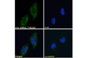 ABIN190858 Immunofluorescence analysis of paraformaldehyde fixed U251 cells, permeabilized with 0. (TMED10 Antikörper  (C-Term))