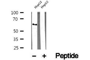 Western blot analysis of extracts of HepG2 cells, using TRIM9 antibody. (TRIM9 Antikörper  (N-Term))