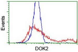 HEK293T cells transfected with either RC207621 overexpress plasmid (Red) or empty vector control plasmid (Blue) were immunostained by anti-DOK2 antibody (ABIN2454889), and then analyzed by flow cytometry. (DOK2 Antikörper)