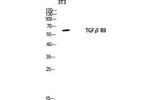 Western Blot (WB) analysis of 3T3 lysis using TGFbeta RII antibody.