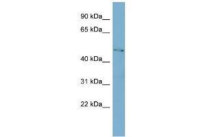 WB Suggested Anti-C1GALT1 Antibody Titration:  0. (C1GALT1 Antikörper  (Middle Region))