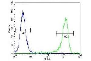 MLH1 antibody flow cytometric analysis of K562 cells (green) compared to a negative control (blue). (MLH1 Antikörper  (AA 452-480))