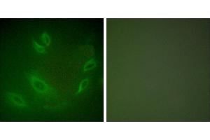 Peptide - +Immunofluorescence analysis of HeLa cells, using HSP105 antibody (#C0231). (HSPH1 Antikörper)