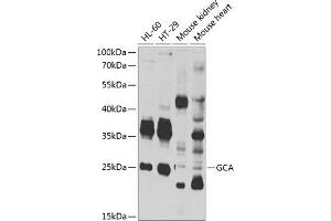 Western blot analysis of extracts of various cell lines, using GCA antibody (ABIN6131692, ABIN6141005, ABIN6141006 and ABIN6222887) at 1:1000 dilution. (Grancalcin Antikörper  (AA 1-217))