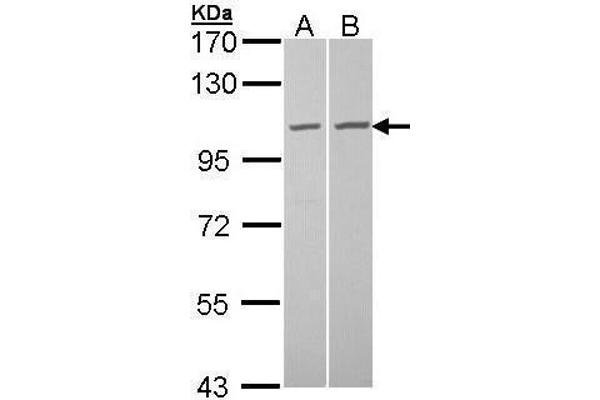 TUBGCP2 antibody  (N-Term)