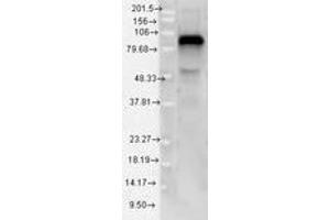 Image no. 1 for anti-Toll-Like Receptor 4 (TLR4) (AA 420-435) antibody (ABIN1491512) (TLR4 Antikörper  (AA 420-435))