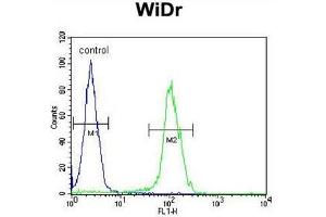 BEX1 Antibody (Center) flow cytometric analysis of WiDr cells (right histogram) compared to a negative control cell (left histogram). (BEX1 Antikörper  (Middle Region))