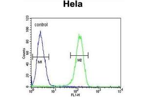 ADCY4 Antibody (Center) flow cytometric analysis of Hela cells (right histogram) compared to a negative control cell (left histogram).