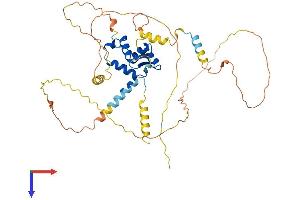 FOXN2 Protein (AA 1-431) (His tag)
