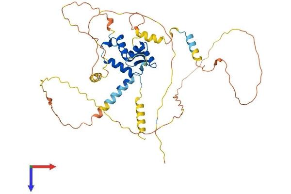 FOXN2 Protein (AA 1-431) (His tag)
