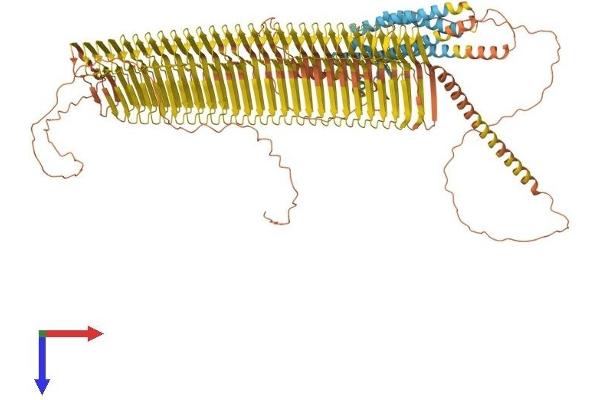 PLIN4 Protein (AA 1-1403) (His tag)