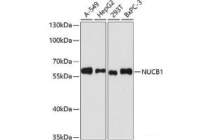 Western blot analysis of extracts of various cell lines using NUCB1 Polyclonal Antibody at dilution of 1:3000. (Nucleobindin 1 Antikörper)