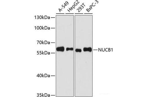 Nucleobindin 1 抗体