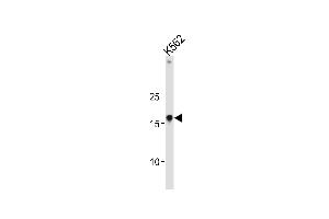 Western blot analysis in K562 cell line lysates (35ug/lane). (HMGA1 Antikörper  (C-Term))
