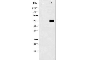 Western blot analysis of Tau phosphorylation expression in UV treated 293 whole cell lysates,The lane on the left is treated with the antigen-specific peptide. (MAPT Antikörper  (pSer404))