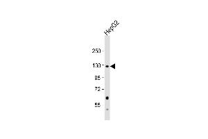 Anti-PC Antibody (N-term) at 1:1000 dilution + HepG2 whole cell lysate Lysates/proteins at 20 μg per lane. (PC (AA 53-82), (N-Term) Antikörper)