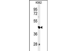 Western blot analysis of RTN4RL1 Antibody (C-term) (ABIN651458 and ABIN2840251) in K562 cell line lysates (35 μg/lane). (RTN4RL1 Antikörper  (C-Term))