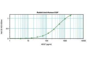 Image no. 1 for anti-Epidermal Growth Factor (EGF) antibody (ABIN465548) (EGF Antikörper)
