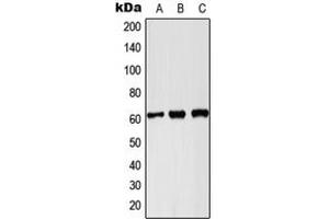 Western blot analysis of PKLR expression in Hela (A), Raw264. (PKLR Antikörper  (C-Term))