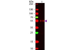 Western Blot of ATTO 647N conjugated Goat anti-Mouse IgG1 (gamma 1 chain) Pre-adsorbed secondary antibody.