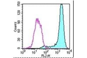 Image no. 1 for anti-Fc Fragment of IgE Receptor Ia (FCER1A) antibody (Biotin) (ABIN475080) (Fc epsilon RI/FCER1A Antikörper  (Biotin))