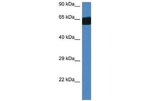 Western Blot showing Fmo3 antibody used at a concentration of 1. (FMO3 Antikörper  (Middle Region))