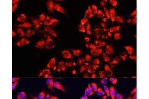 Immunofluorescence analysis of HeLa cells using ALDH7A1 Polyclonal Antibody at dilution of 1:100. (ALDH7A1 Antikörper)