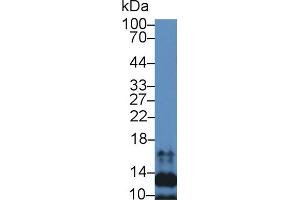 Western Blotting (WB) image for anti-Chemokine (C-C Motif) Ligand 21 (CCL21) (AA 24-134) antibody (ABIN7433810)