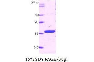 Figure annotation denotes ug of protein loaded and % gel used. (Tumor Necrosis Factor (Ligand) Superfamily, Member 10 (TNFSF10) (AA 114-281) Peptid)