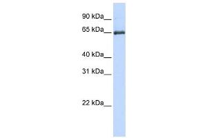 Western Blotting (WB) image for anti-Heat Shock 70kDa Protein 2 (HSPA2) antibody (ABIN2459891) (HSPA2 Antikörper)
