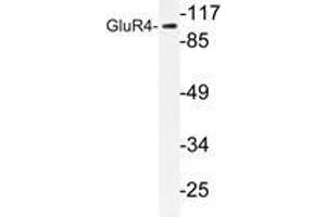 Western blot analysis of GluR4 antibody in extracts from NIH/3T3 cells. (GRIA4 Antikörper)