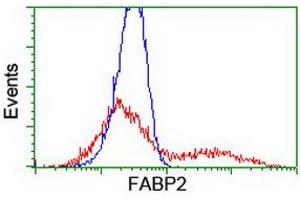 HEK293T cells transfected with either RC210206 overexpress plasmid (Red) or empty vector control plasmid (Blue) were immunostained by anti-FABP2 antibody (ABIN2455045), and then analyzed by flow cytometry. (FABP2 Antikörper)