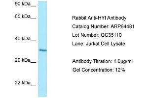 Western Blotting (WB) image for anti-Hydroxypyruvate Isomerase (Putative) (HYI) (C-Term) antibody (ABIN2789849)