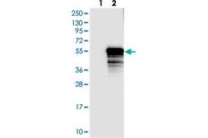 Western blot analysis of Lane 1: Negative control (vector only transfected HEK293T lysate), Lane 2: Over-expression Lysate (Co-expressed with a C-terminal myc-DDK tag (~3. (TEX9 Antikörper)